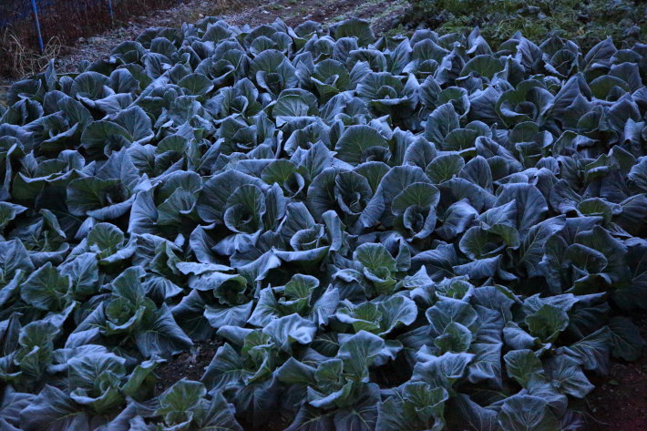 c0358784_22051320.jpg