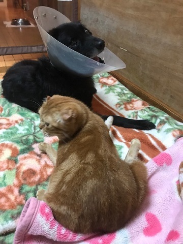 ジャックくん、抜糸の通院_f0242002_19424004.jpg