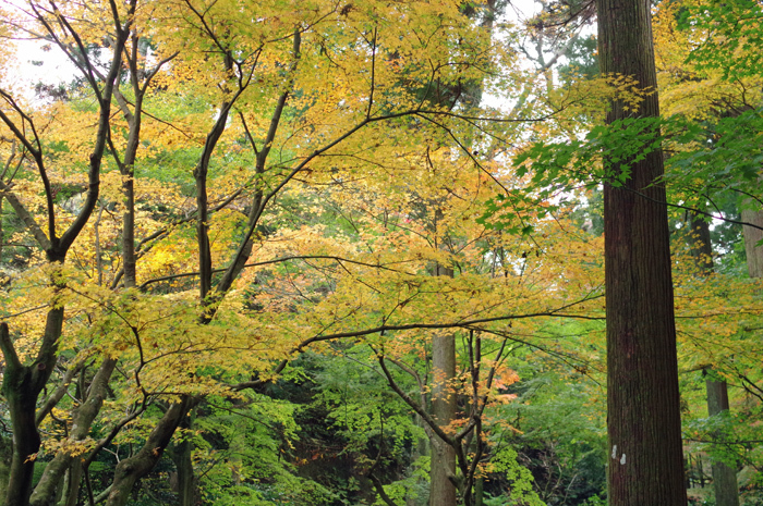 北鎌倉 東慶寺 紅葉 1_b0151409_21334397.jpg