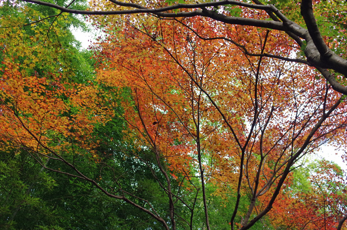 北鎌倉 東慶寺 紅葉 1_b0151409_21353279.jpg