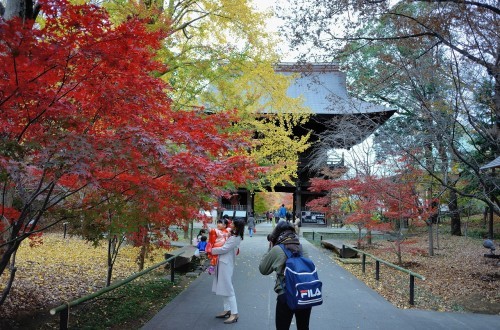 【再訪】九品仏浄真寺の紅葉_b0391722_21024775.jpg