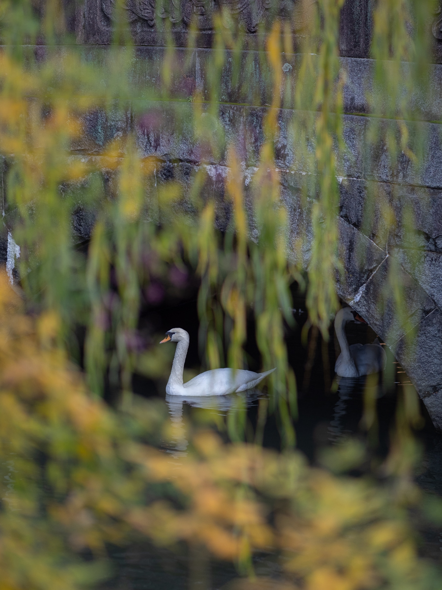 Sigma 56mmF1.4 MFT @F1.4 倉敷美観地区_c0021726_11340163.jpg