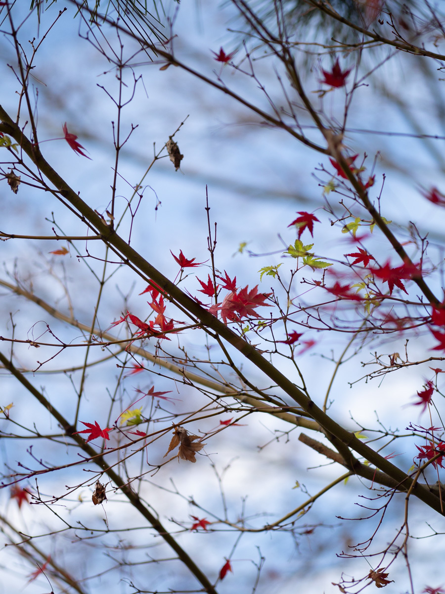 Sigma 56mmF1.4 MFT @F1.4 倉敷美観地区_c0021726_11360718.jpg