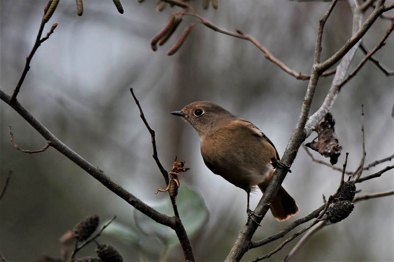 百舌鳥の餌を！・・・ジョウビタキさん_b0405327_19213878.jpg