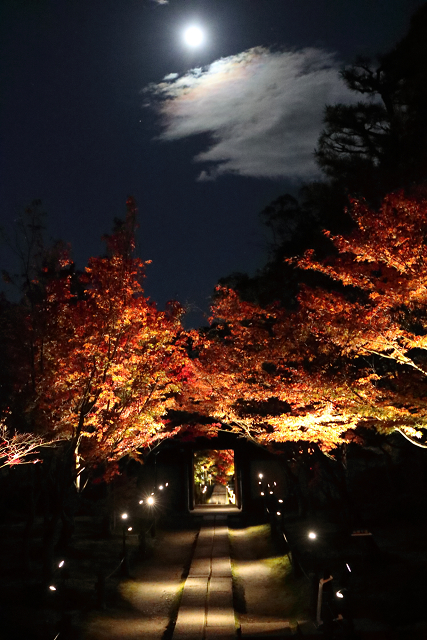 紅葉の京都2018 －一休寺 秋の境内特別ライトアップ（後編）－_b0169330_7124974.jpg