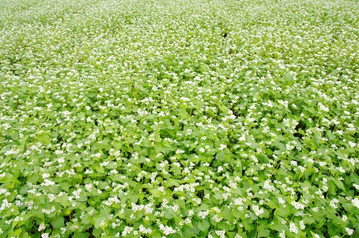 c0281841_00411025.jpg