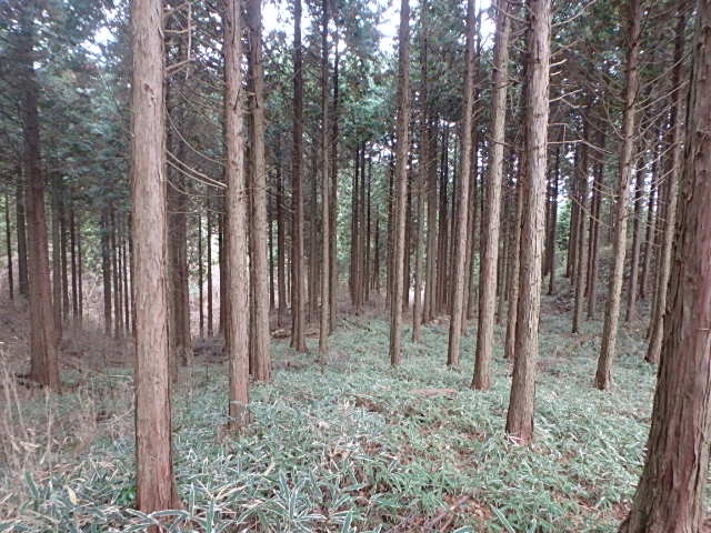 初雪の六甲　有馬三山縦走　おじさんの休日_f0334143_8533986.jpg