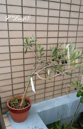 c0176651_15434060.gif