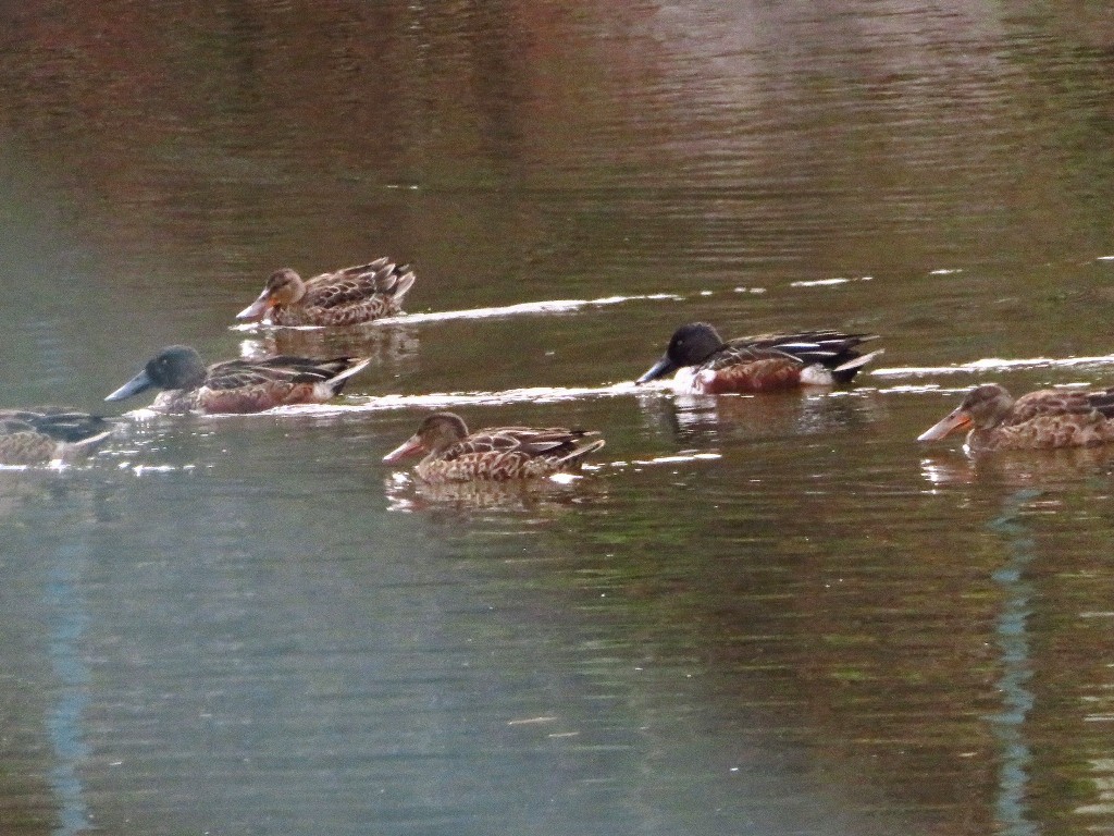 a0018655_10075208.jpg