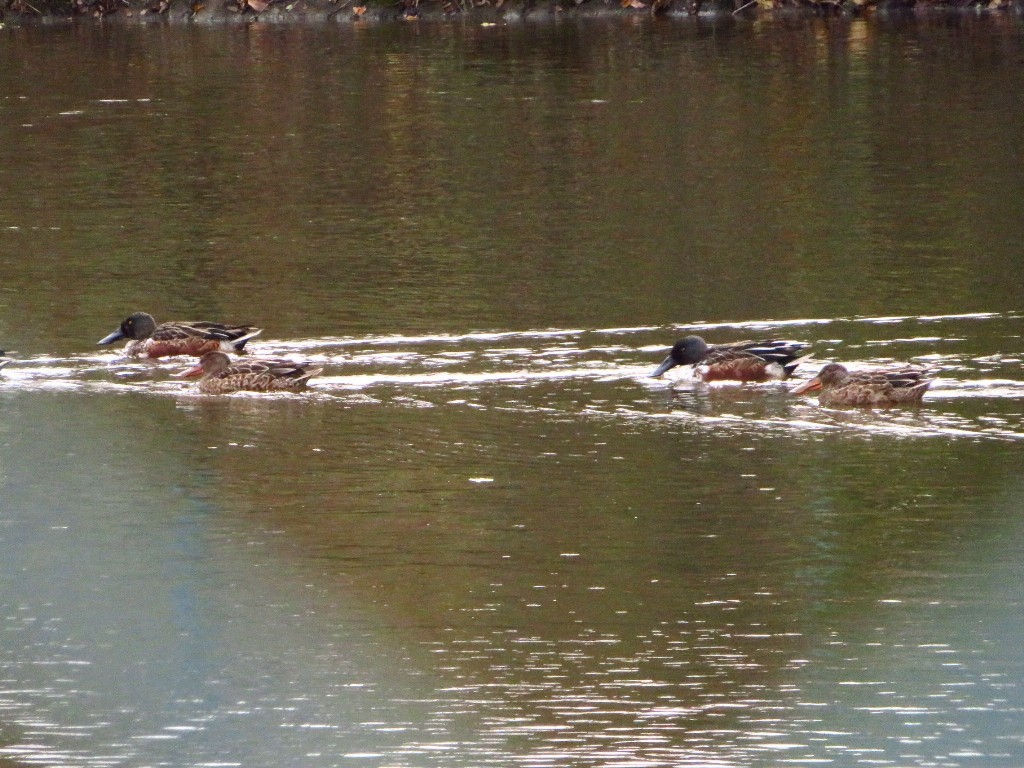 a0018655_10075305.jpg