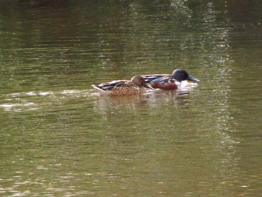 a0018655_10075390.jpg