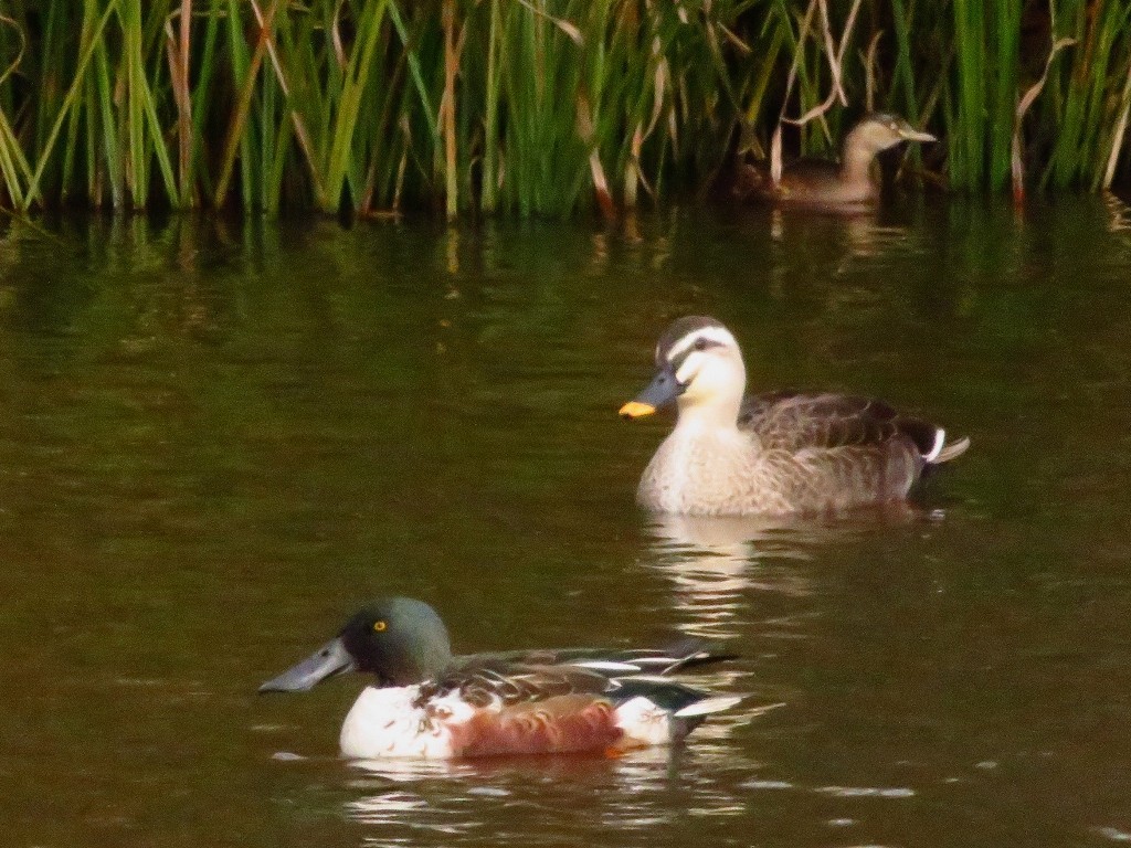 a0018655_10143678.jpg
