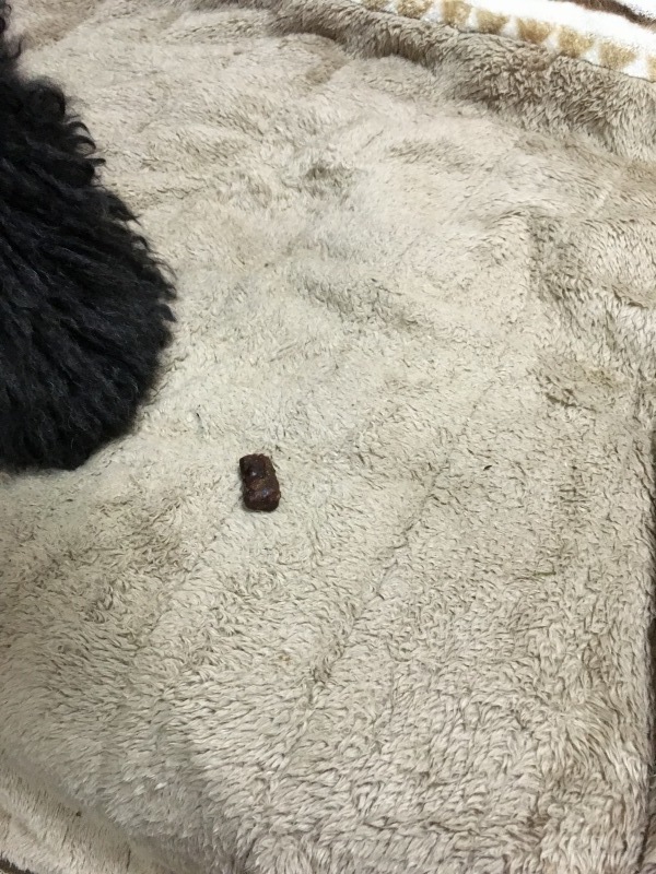 c0283778_23000866.jpeg