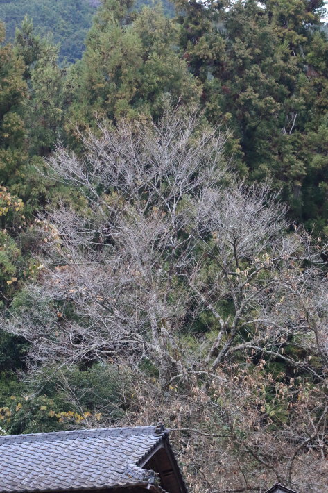 c0358784_21330880.jpg