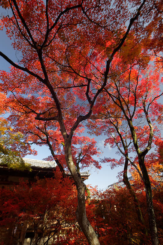 2018京都の紅葉・嵯峨野 宝筐院 其の一_f0032011_20441721.jpg