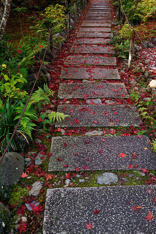 2018京都の紅葉・嵯峨野 宝筐院 其の一_f0032011_20441730.jpg