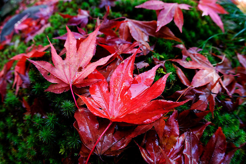 2018京都の紅葉・嵯峨野 宝筐院 其の一_f0032011_20441771.jpg