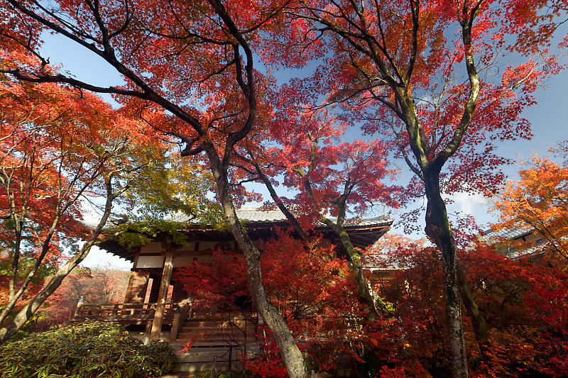 2018京都の紅葉・嵯峨野 宝筐院 其の一_f0032011_20441851.jpg