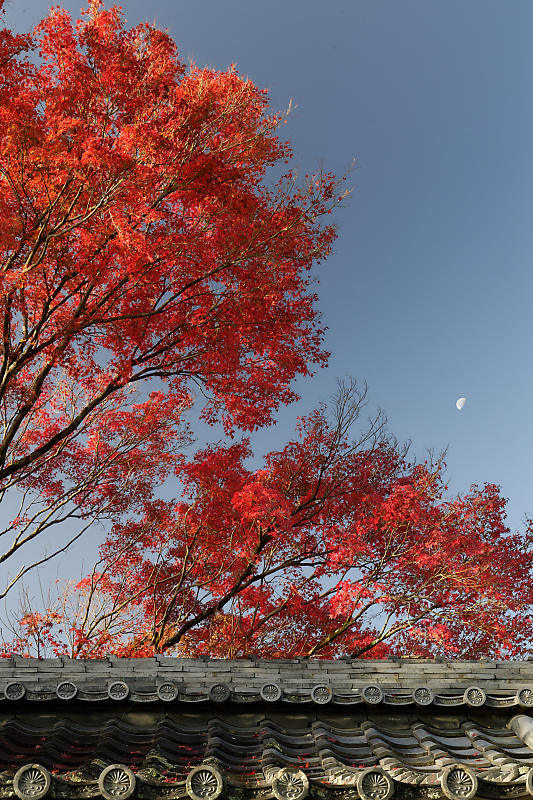 2018京都の紅葉・嵯峨野 宝筐院 其の一_f0032011_20441861.jpg
