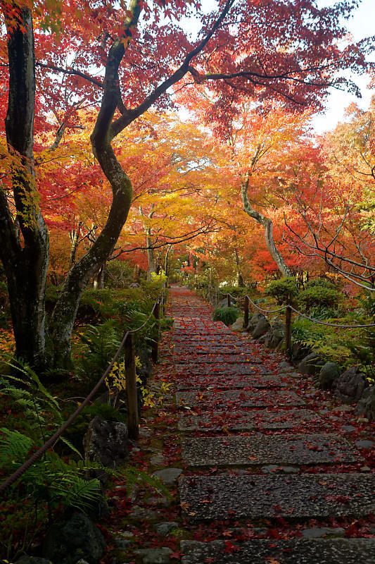 2018京都の紅葉・嵯峨野 宝筐院 其の一_f0032011_20512761.jpg
