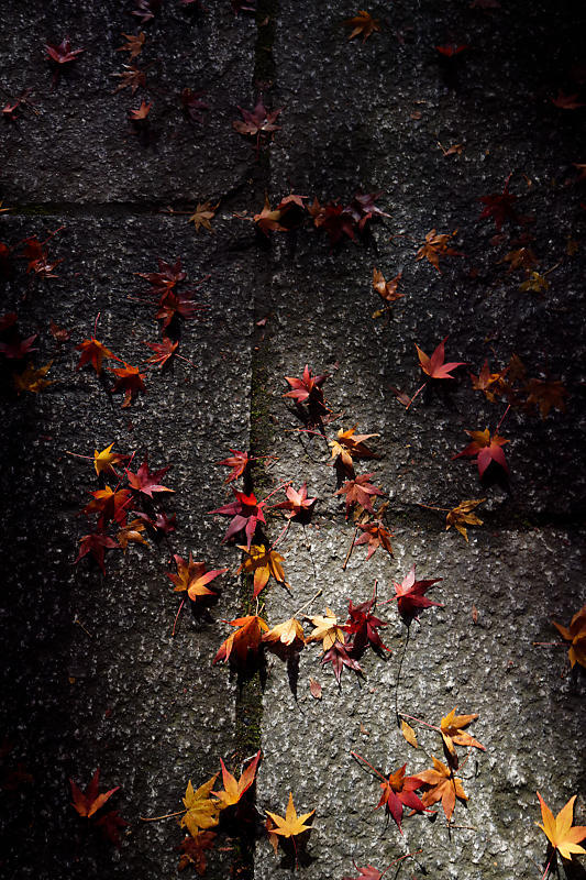 2018京都の紅葉・嵯峨野 宝筐院 其の一_f0032011_20525630.jpg