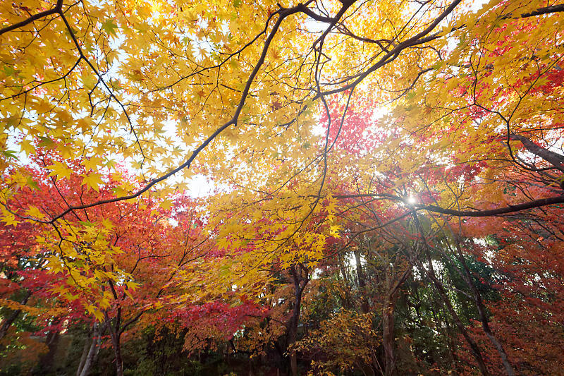 2018京都の紅葉・嵯峨野 宝筐院 其の一_f0032011_21271818.jpg