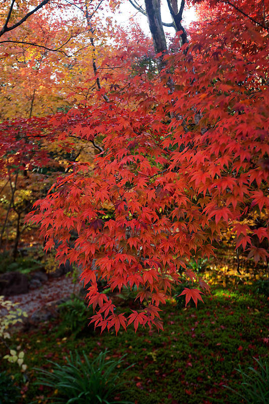 2018京都の紅葉・嵯峨野 宝筐院 其の一_f0032011_21271838.jpg