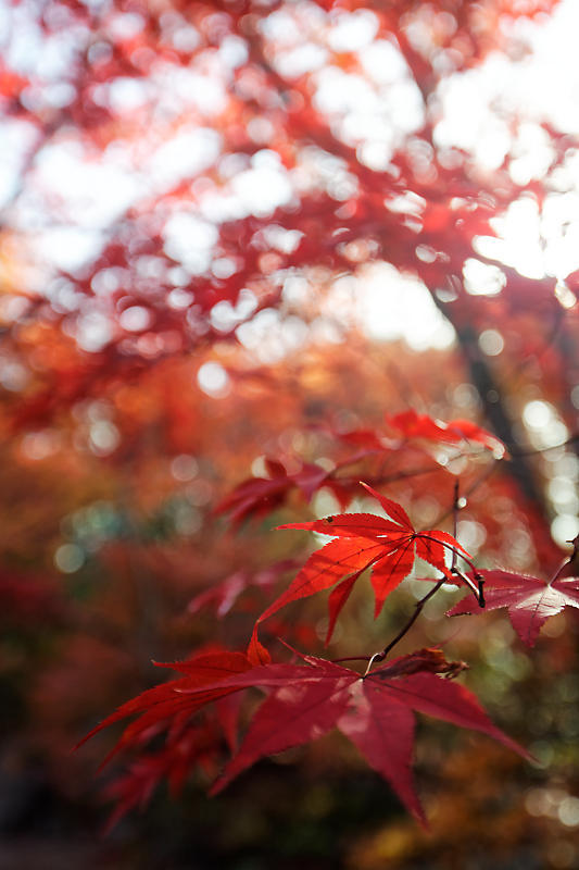 2018京都の紅葉・嵯峨野 宝筐院 其の一_f0032011_21271859.jpg