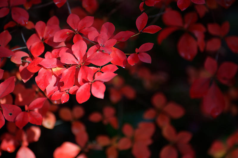 2018京都の紅葉・嵯峨野 宝筐院 其の一_f0032011_21271940.jpg