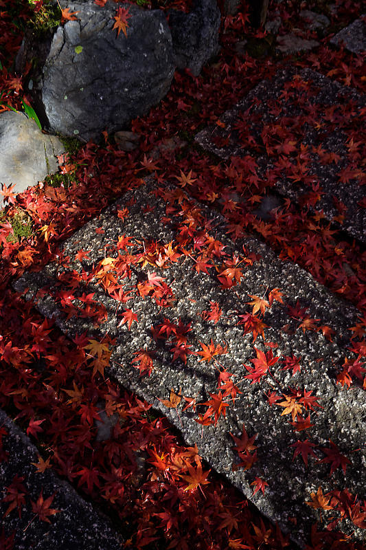 2018京都の紅葉・嵯峨野 宝筐院 其の一_f0032011_21271957.jpg
