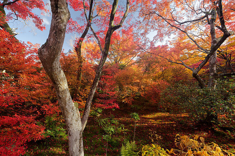 2018京都の紅葉・嵯峨野 宝筐院 其の一_f0032011_21271997.jpg