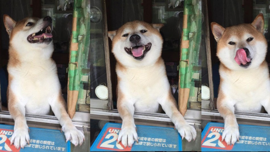 たばこ屋の店番をする柴犬 Rodolfoの決戦 血栓な日々 たばこ屋の店番をする柴犬 Rodolfoの決戦 血栓な日々