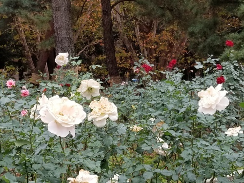 e0016828_09592998.jpg