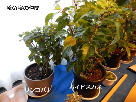 e0033229_1732930.jpg