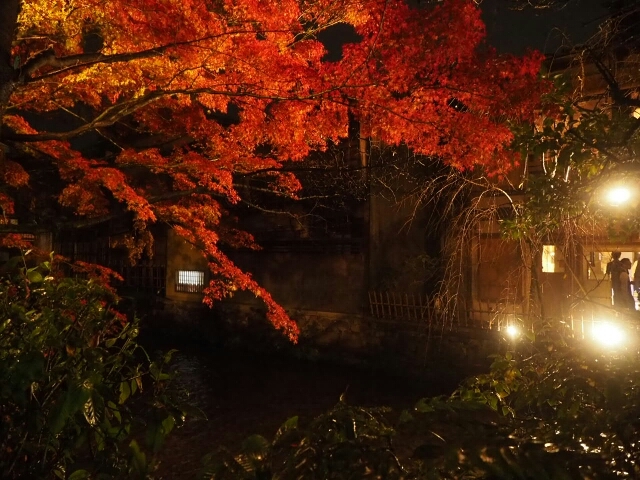 祇園白川のライトアップ紅葉♪_f0295238_00004182.jpg