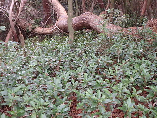 f0334143_8185956.jpg