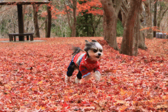 c0145250_09035326.gif