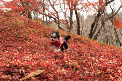 c0145250_09035612.gif
