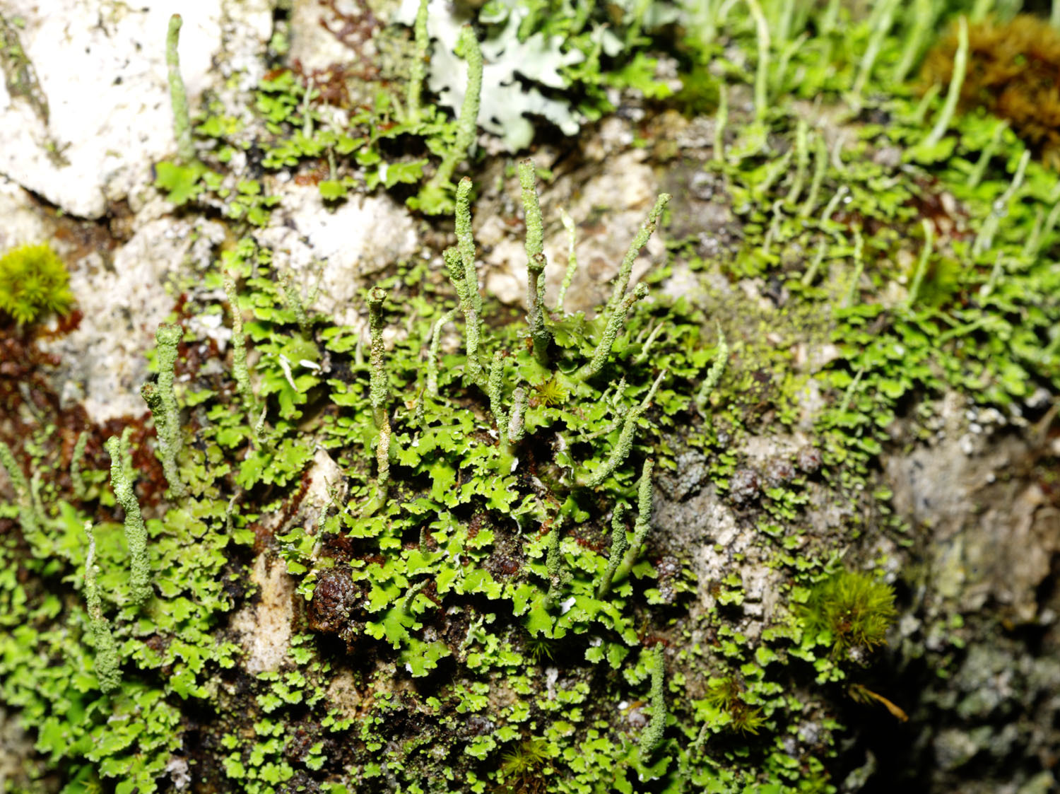 ヤリノホゴケ　Cladonia coniocraea 　地衣類_e0039759_16430063.jpg