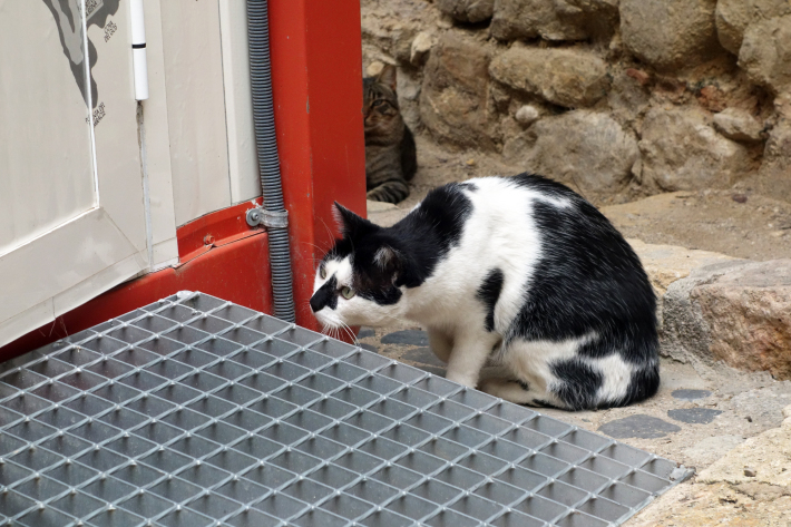 タラゴナの地中海のバルコニー 円形闘技場 考古学の道 タラゴナの猫 2018年9月 バルセロナの旅(11)_f0117059_22480925.jpg