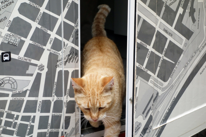 タラゴナの地中海のバルコニー 円形闘技場 考古学の道 タラゴナの猫 2018年9月 バルセロナの旅(11)_f0117059_22481987.jpg