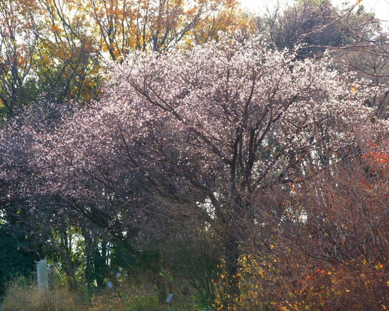 c0305565_17290421.jpg