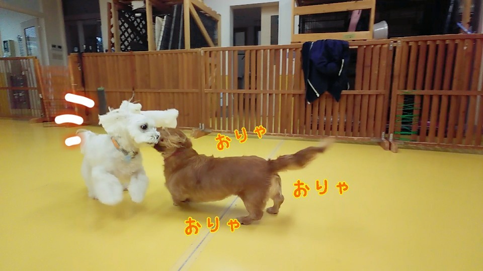 仲良しトリオσ(≧ω≦*)_f0357682_15343807.jpg