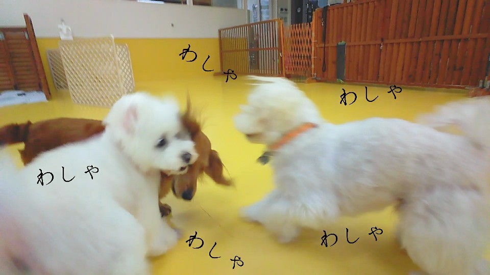 仲良しトリオσ(≧ω≦*)_f0357682_15350921.jpg
