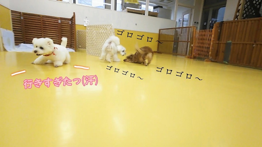 仲良しトリオσ(≧ω≦*)_f0357682_15351028.jpg