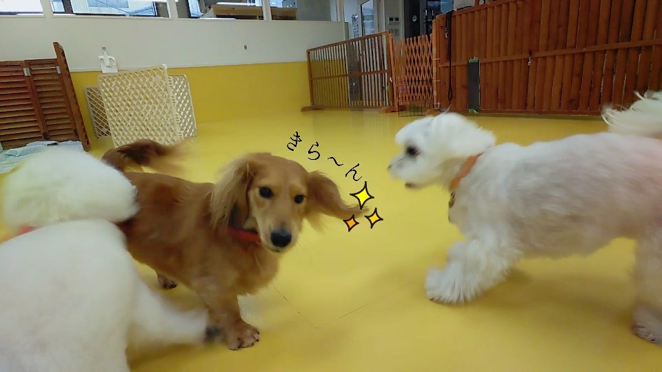 仲良しトリオσ(≧ω≦*)_f0357682_15351087.jpg
