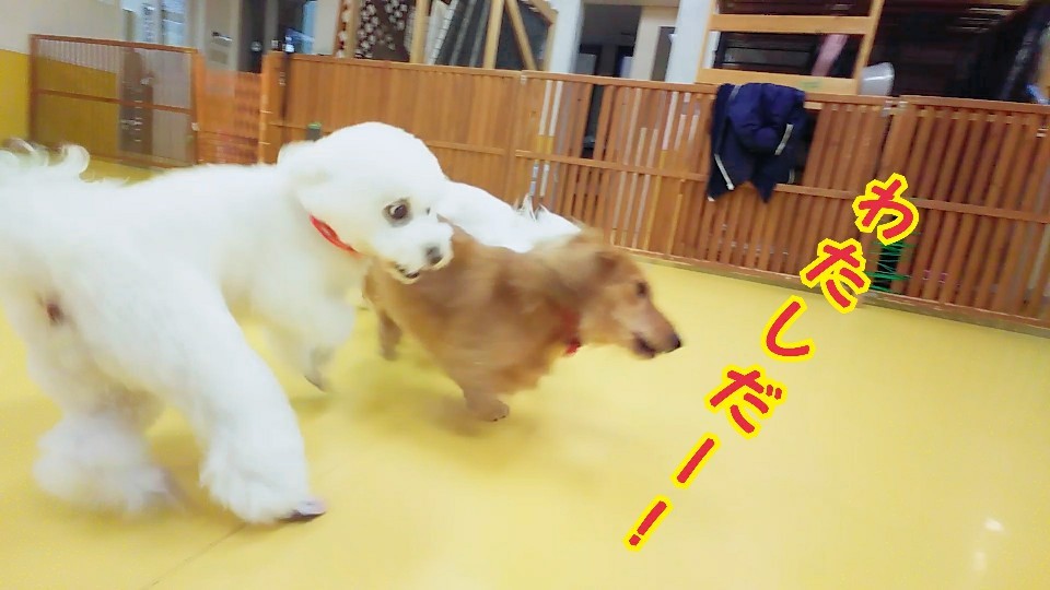 仲良しトリオσ(≧ω≦*)_f0357682_15354012.jpg