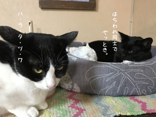a0216583_23381760.png