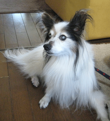 a0030594_21123016.gif