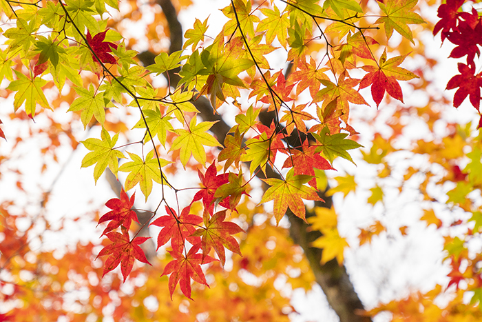 東北の紅葉① 星のリゾート 奥入瀬渓流ホテル_b0145398_23184360.jpg